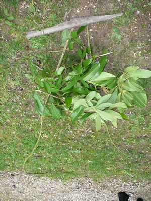 P1090559V.jpg